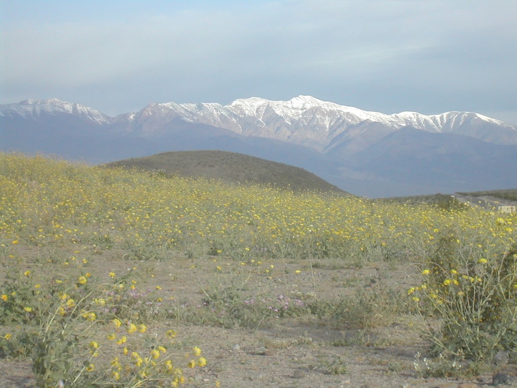 Death Valley's Hundred Year Bloom