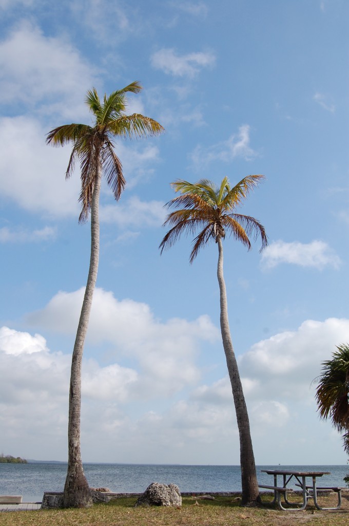 Palm Sunday - Biscayne Bay