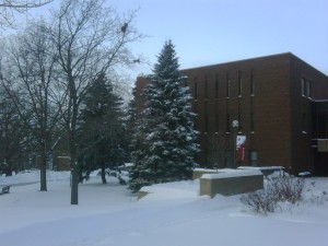 Snowy Pine outside my office
