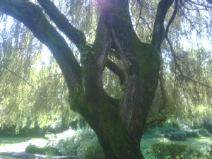 praying hands of a weeping willow