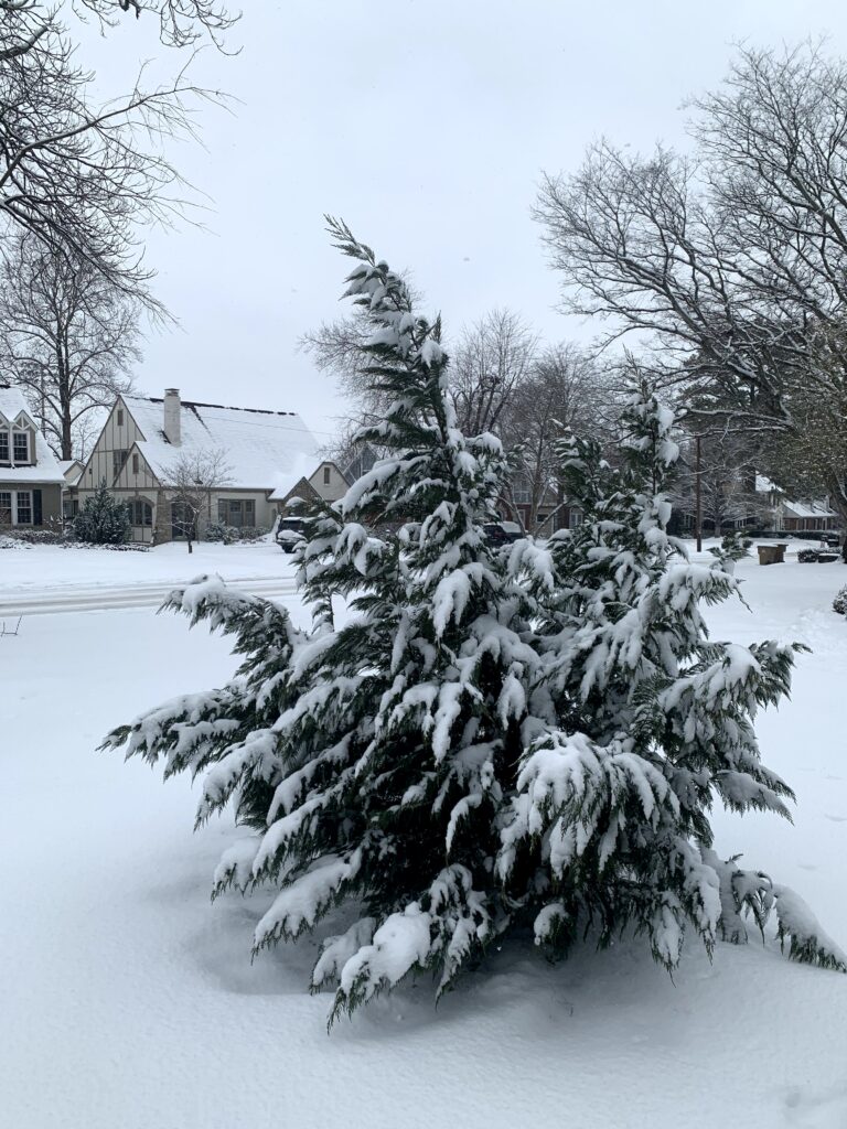 notice, appreciate, wonder about this tree