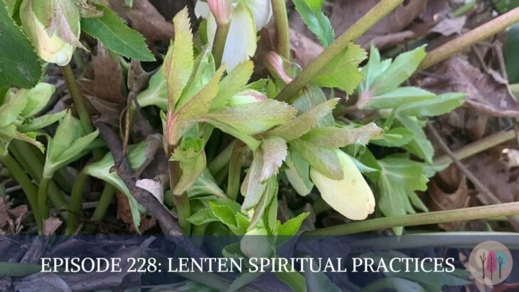 Lenten Roses in bloom