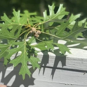 Oak leaves resting on a wall