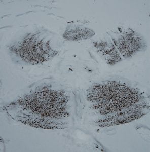 Snow Angel 2 (Epiphany)